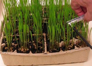 Opti-Science CCM-300 