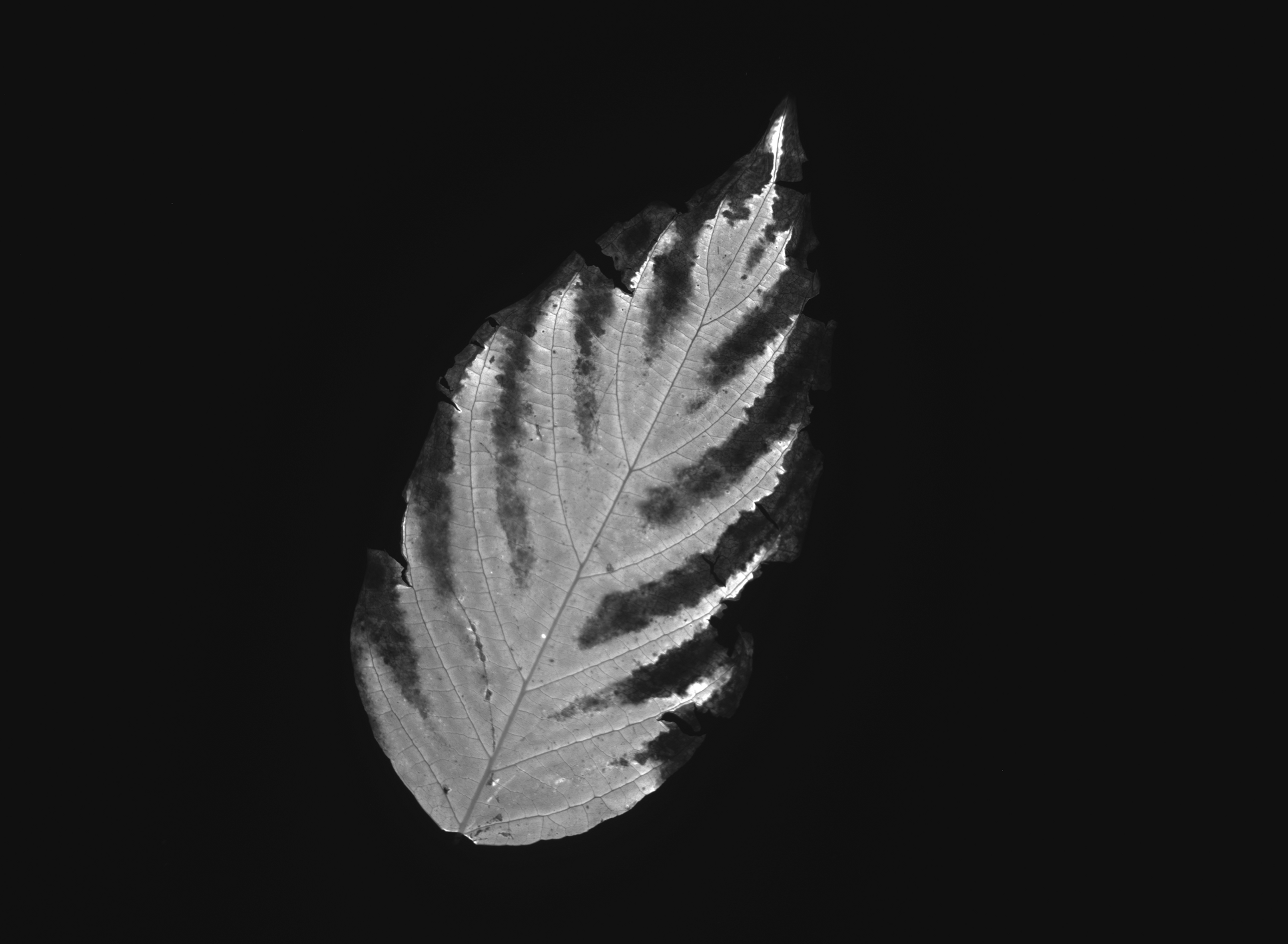 PSI Open FluorCam FC 800-O/1010 and FC 800-O/2020